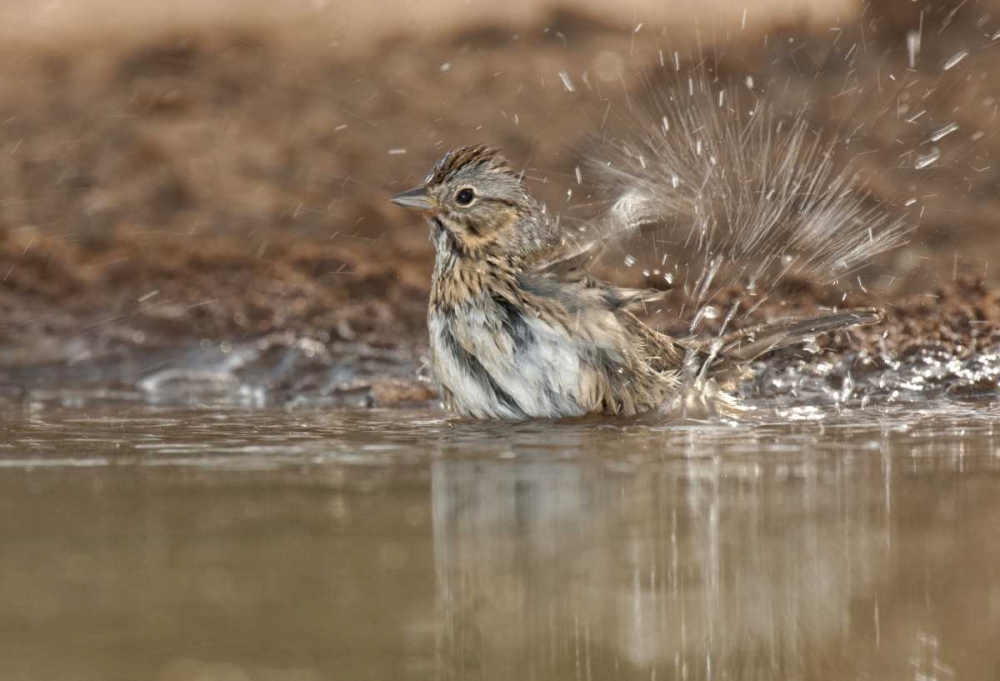 Texas Lincolns sparrow bathing in a waterhole art print by Dave Welling for $57.95 CAD