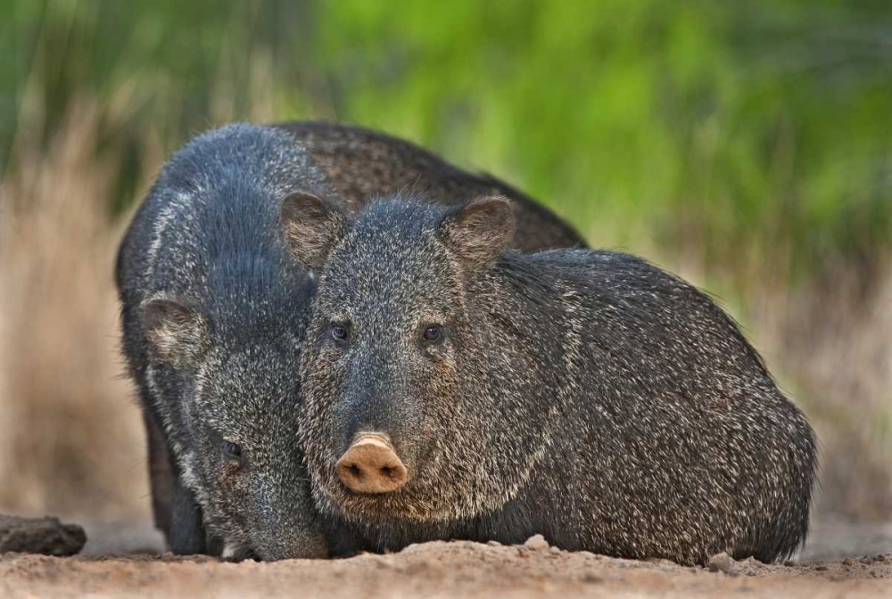 Texas, Santa Clara Ranch Two wild javelinas art print by Dave Welling for $57.95 CAD