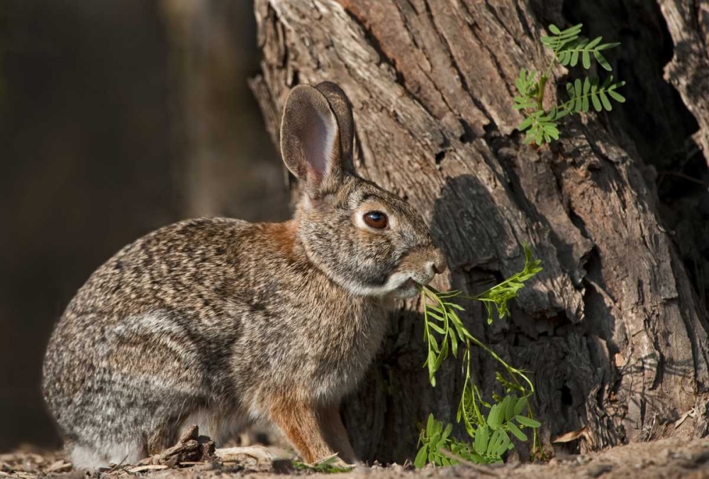 Texas Desert cottontail rabbit eating plant art print by Dave Welling for $57.95 CAD