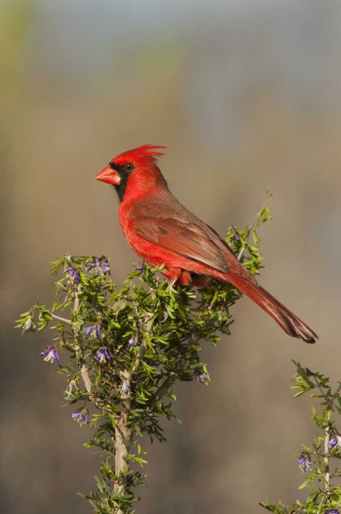 Texas Male northern cardinal atop tree limb art print by Dave Welling for $57.95 CAD