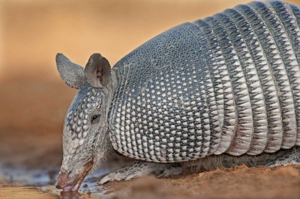 Texas Wild nine-banded armadillo drinking art print by Dave Welling for $57.95 CAD