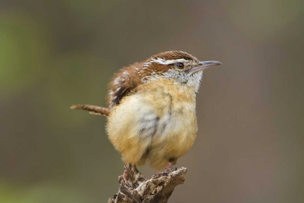 TX Carolina wren ruffles its feathers art print by Dave Welling for $57.95 CAD