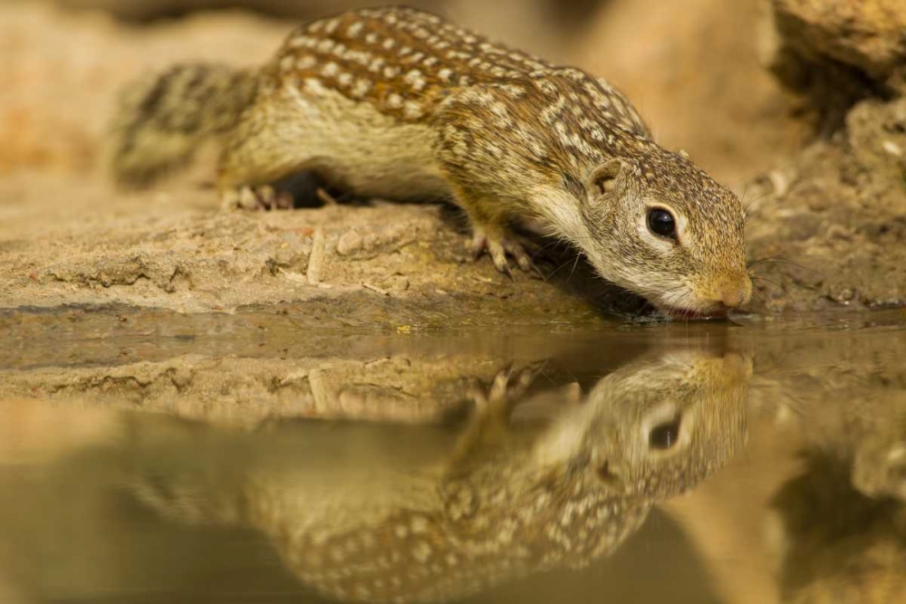 Texas, Hidalgo Mexican ground squirrel drinking art print by Cathy and Gordon Illg for $57.95 CAD