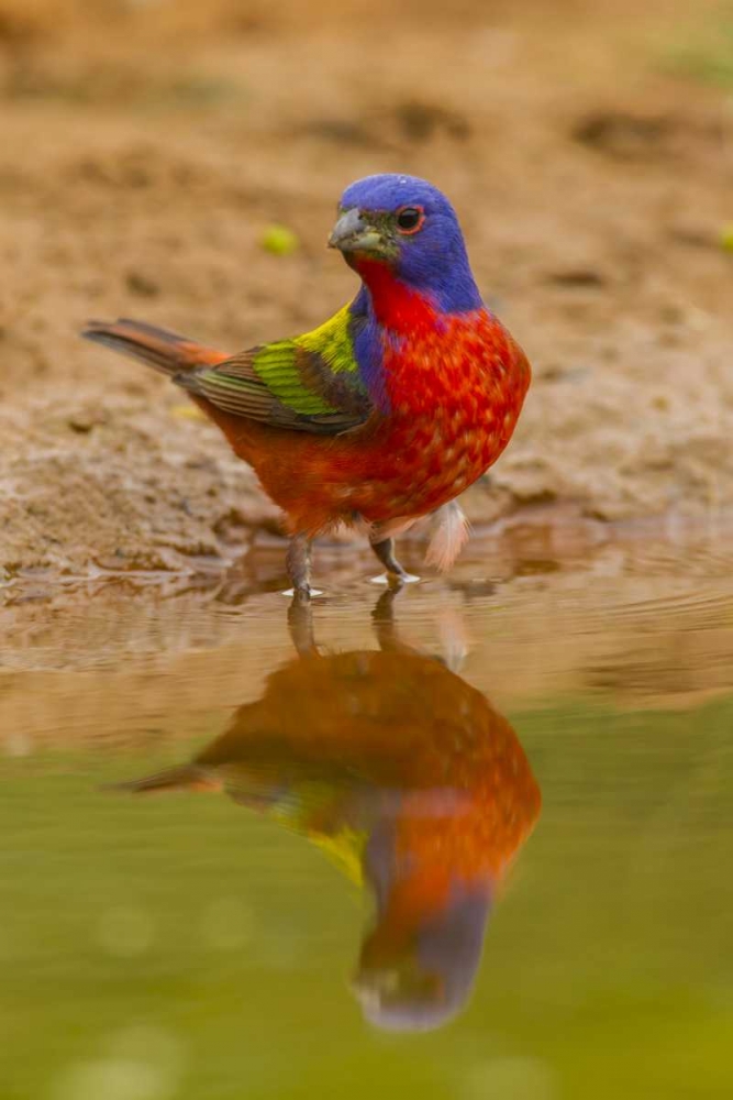 TX, Hidalgo Co, Male Painted bunting reflected art print by Cathy and Gordon Illg for $57.95 CAD