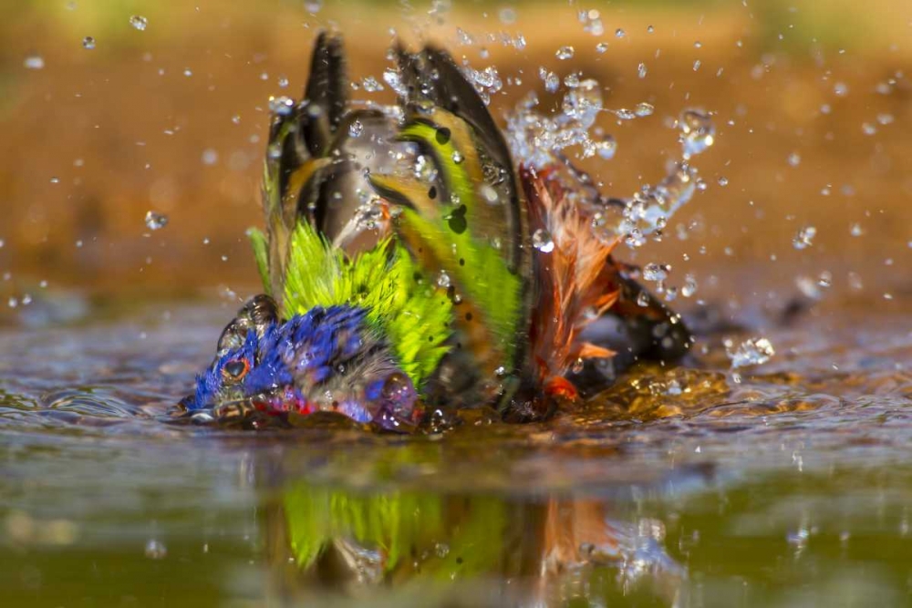 Texas, Hidalgo Co Male painted bunting bathing art print by Cathy and Gordon Illg for $57.95 CAD