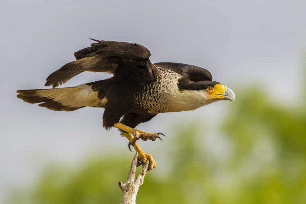 Texas, Hidalgo Co, Crested caracara on tree stump art print by Cathy and Gordon Illg for $57.95 CAD