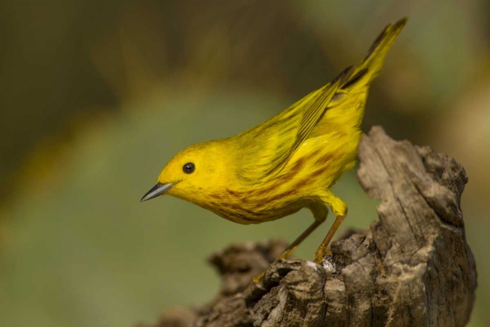 Texas, Hidalgo County Yellow warbler on log art print by Cathy and Gordon Illg for $57.95 CAD