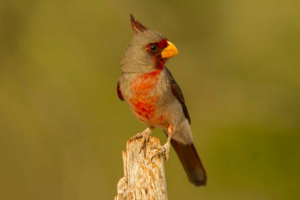 Texas, Hidalgo County Male pyrrhuloxia on stump art print by Cathy and Gordon Illg for $57.95 CAD