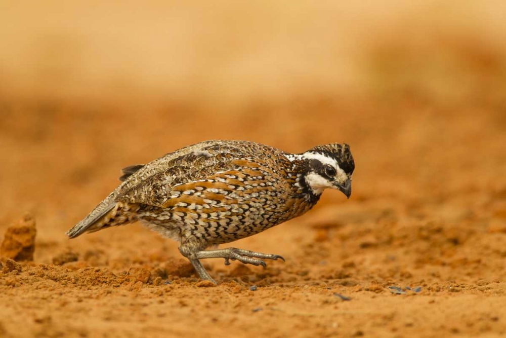 Texas, Hidalgo Co Male bobwhite scratching dirt art print by Cathy and Gordon Illg for $57.95 CAD