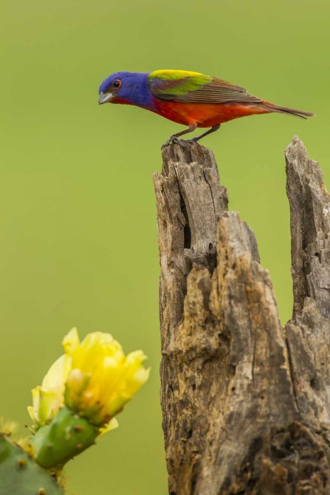 TX, Hidalgo Co, Male painted bunting on stump art print by Cathy and Gordon Illg for $57.95 CAD