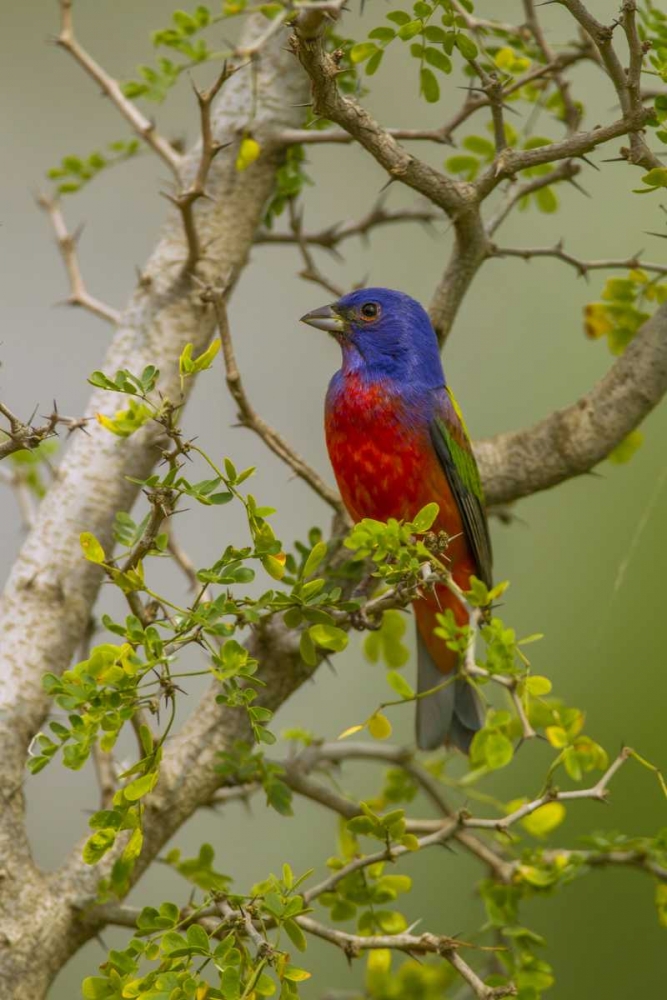 TX, Hidalgo Co Painted bunting in thorny tree art print by Cathy and Gordon Illg for $57.95 CAD