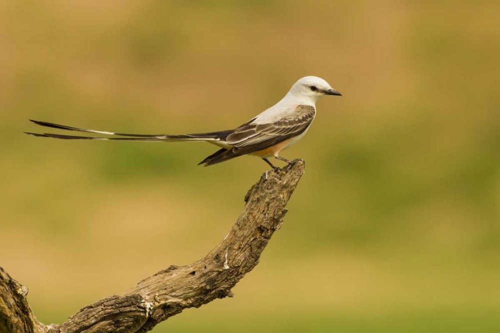 TX, Hidalgo Co Scissor-tailed flycatcher on limb art print by Cathy and Gordon Illg for $57.95 CAD
