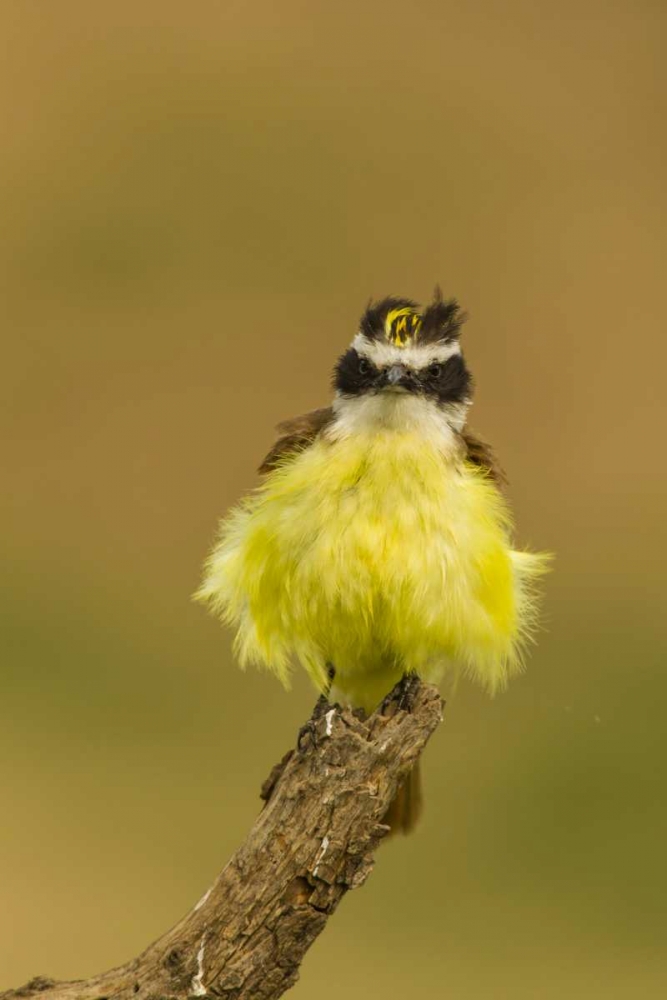 TX, Hidalgo Co, Fluffy kiskadee on stump art print by Cathy and Gordon Illg for $57.95 CAD