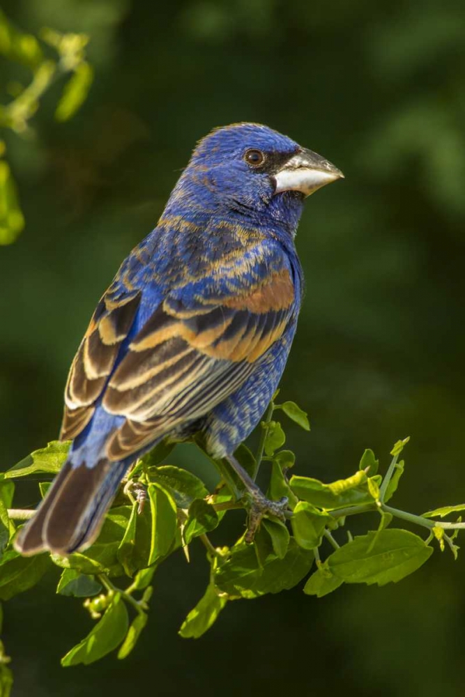 TX, Hidalgo Co Rear Male blue grosbeak on branch art print by Cathy and Gordon Illg for $57.95 CAD