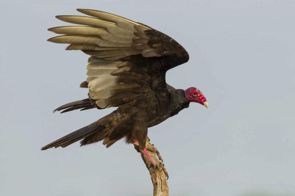 Texas, Hidalgo County Turkey vulture on stump art print by Cathy and Gordon Illg for $57.95 CAD