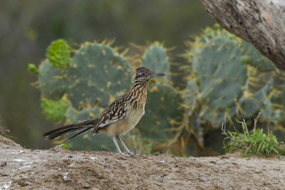 Texas, Hidalgo Co Roadrunner bird next to cacti art print by Cathy and Gordon Illg for $57.95 CAD