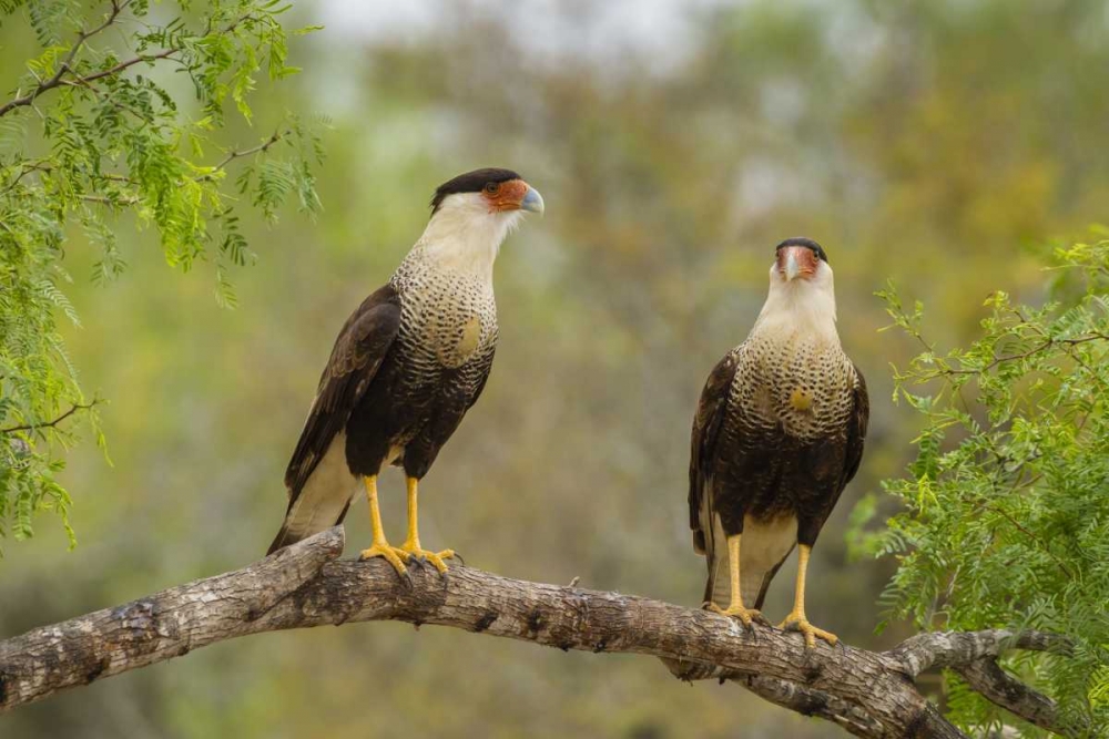 TX, Hidalgo Co, Crested caracaras on tree limb art print by Cathy and Gordon Illg for $57.95 CAD