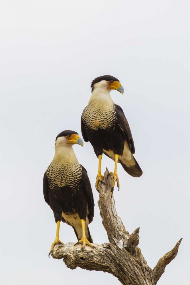 TX, Hidalgo Co, Adult crested caracara pair art print by Cathy and Gordon Illg for $57.95 CAD
