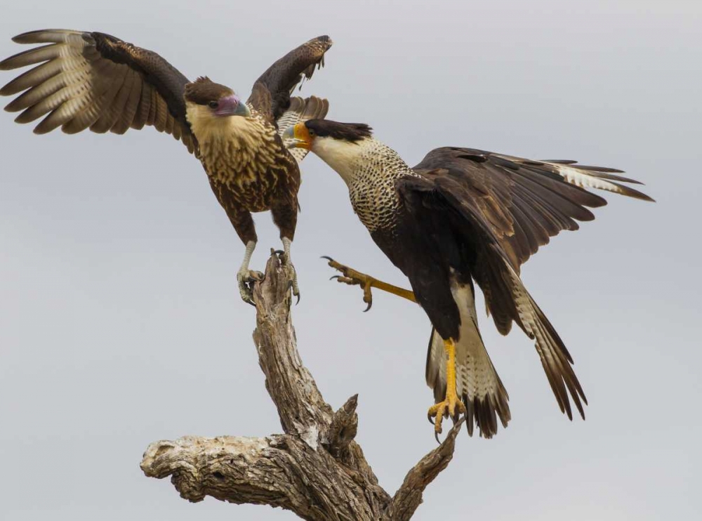 TX, Hidalgo Co, Crested caracaras fighting art print by Cathy and Gordon Illg for $57.95 CAD
