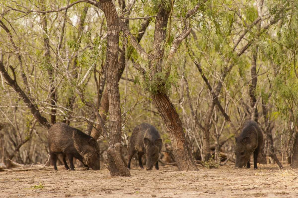 TX, Hidalgo Co, Three javelinas amid trees art print by Cathy and Gordon Illg for $57.95 CAD