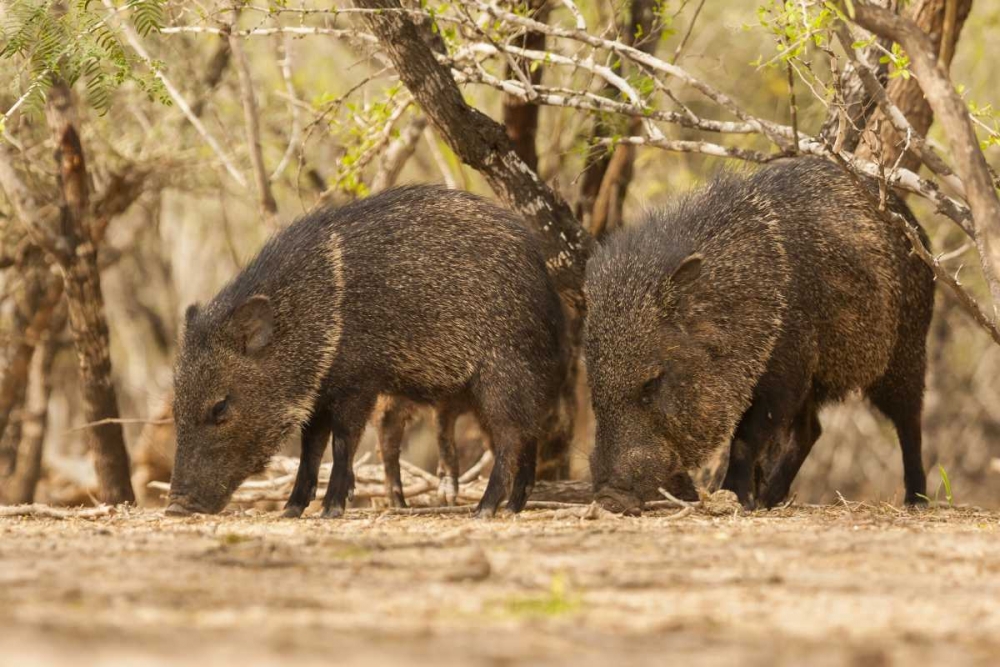 TX, Hidalgo Co Javelinas or collared peccaries art print by Cathy and Gordon Illg for $57.95 CAD