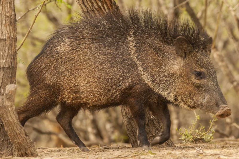 Texas, Hidalgo Co Close up of a Javelina art print by Cathy and Gordon Illg for $57.95 CAD