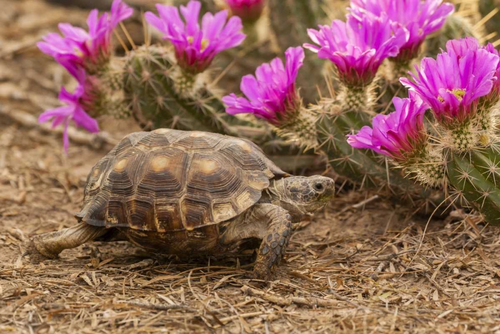 TX, Berlandiers tortoise and strawberry pataya art print by Cathy and Gordon Illg for $57.95 CAD