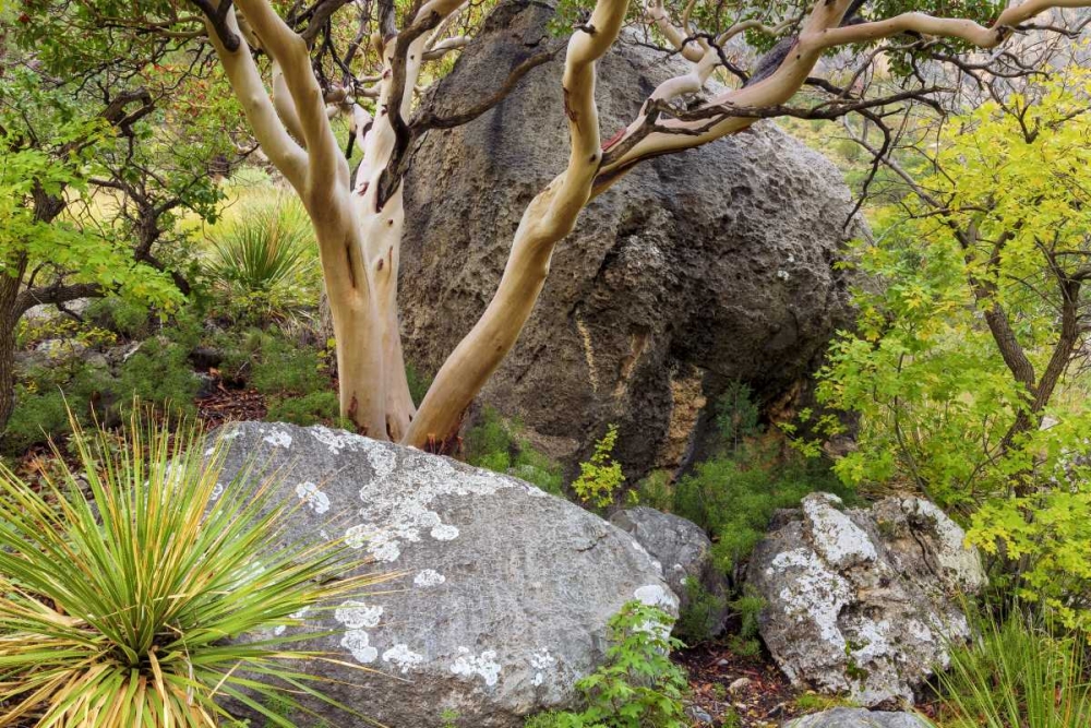 TX, Guadalupe Mts NP Texas madrona tree art print by Don Paulson for $57.95 CAD
