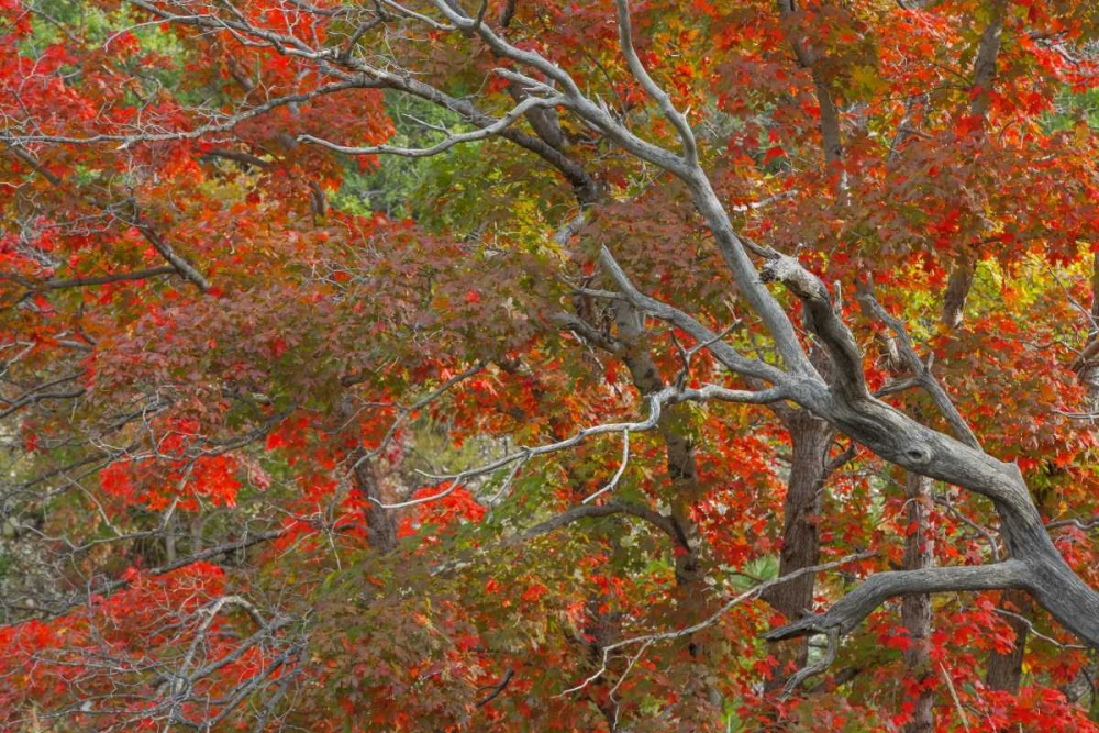 TX, Guadalupe Mts NP Bigtooth maple trees art print by Don Paulson for $57.95 CAD