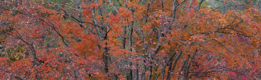 Texas, Guadalupe Mts NP Bigtooth maple trees art print by Don Paulson for $57.95 CAD