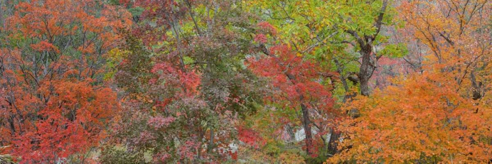 Texas, Guadalupe Mts NP Bigtooth maple trees art print by Don Paulson for $57.95 CAD