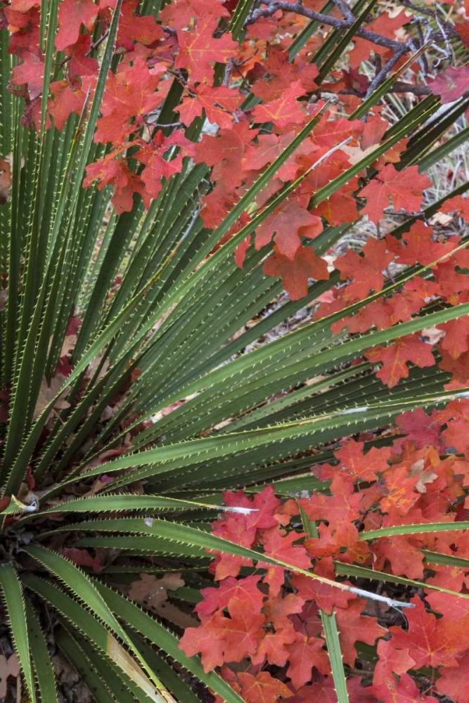 TX, Guadalupe Mts NP Bigtooth maple and sotol art print by Don Paulson for $57.95 CAD