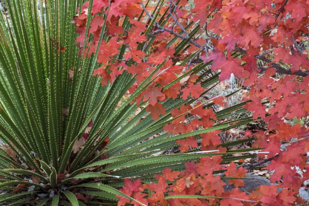 TX, Guadalupe Mts NP Bigtooth maple and sotol art print by Don Paulson for $57.95 CAD