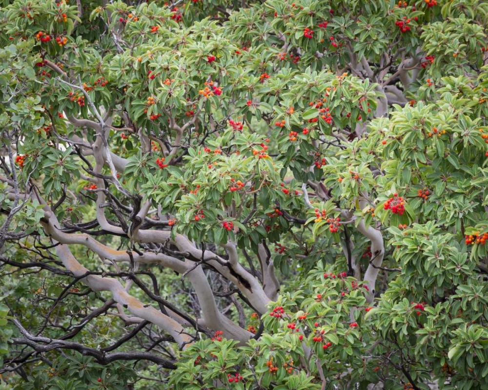 TX, Guadalupe Mts NP Texas madrona with berries art print by Don Paulson for $57.95 CAD