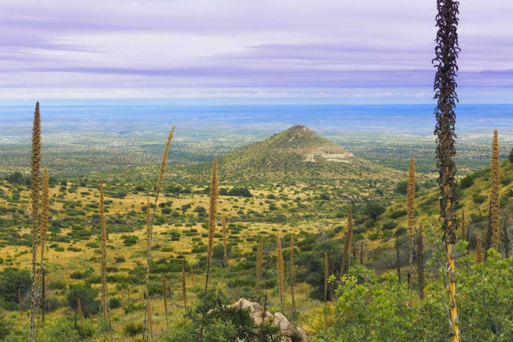 TX, Guadalupe Mountains NP Mountain Landscape art print by Don Paulson for $57.95 CAD