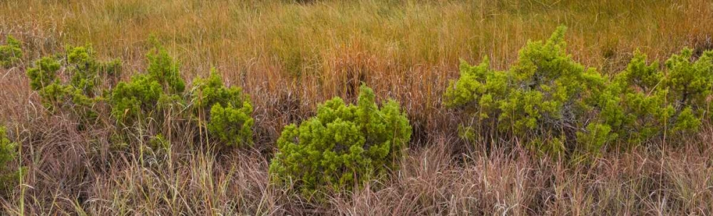 TX, Guadalupe Mountains NP Bushes and grasses art print by Don Paulson for $57.95 CAD