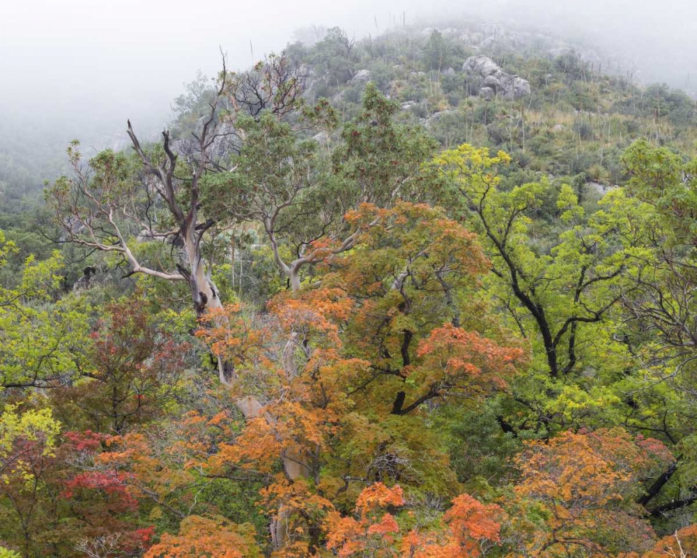 TX, Guadalupe Mountains NP McKittrick Canyon art print by Don Paulson for $57.95 CAD