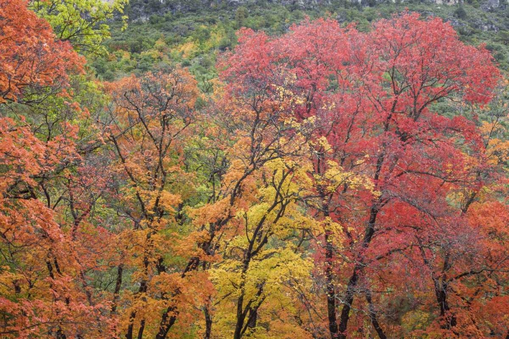 Texas, Guadalupe Mountains NP McKittrick Canyon art print by Don Paulson for $57.95 CAD