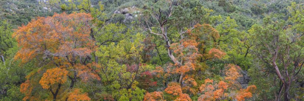 TX, Guadalupe Mts NP Scenic of McKittrick Canyon art print by Don Paulson for $57.95 CAD