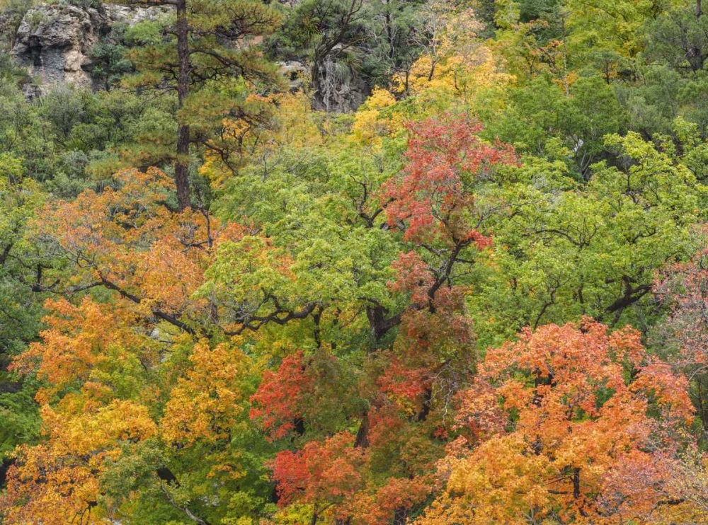 Texas, Guadalupe Mountains NP McKittrick Canyon art print by Don Paulson for $57.95 CAD