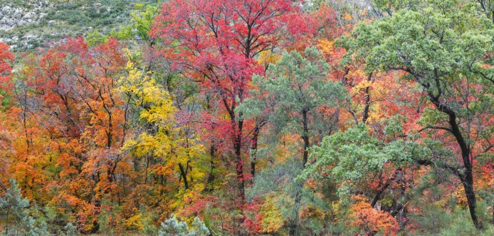 TX, Guadalupe Mts Panoramic of McKittrick Canyon art print by Don Paulson for $57.95 CAD