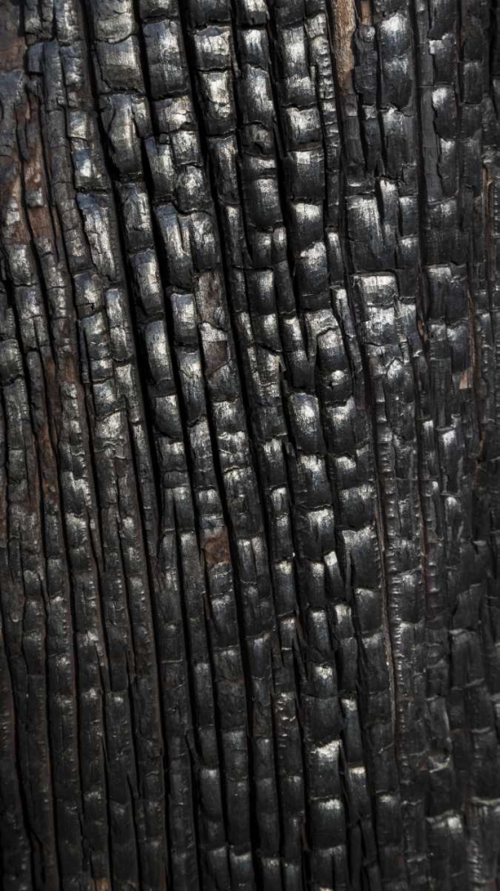 Texas, Guadalupe Mountains NP Burnt tree trunk art print by Don Paulson for $57.95 CAD