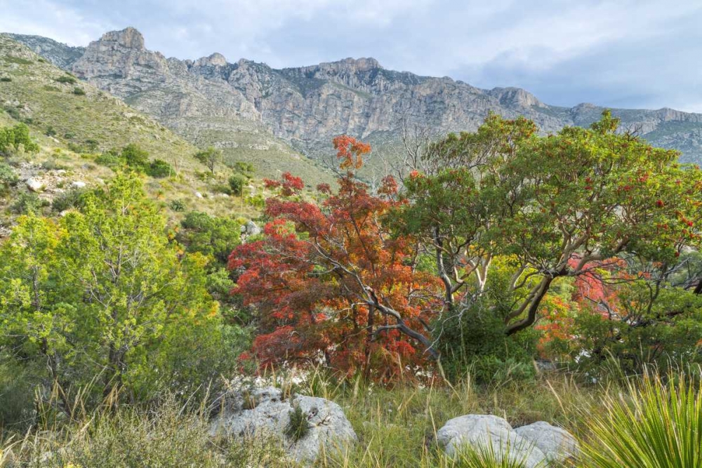 TX, Guadalupe Mountains NP Devils Hall Trail art print by Don Paulson for $57.95 CAD