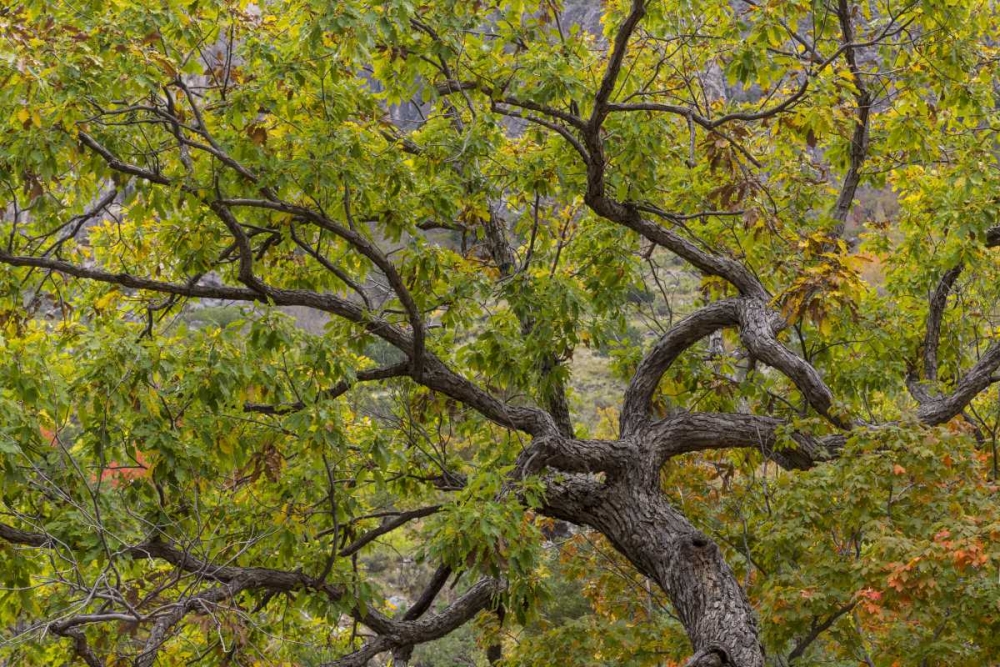 Texas, Guadalupe Mountains NP Scenic of oak tree art print by Don Paulson for $57.95 CAD