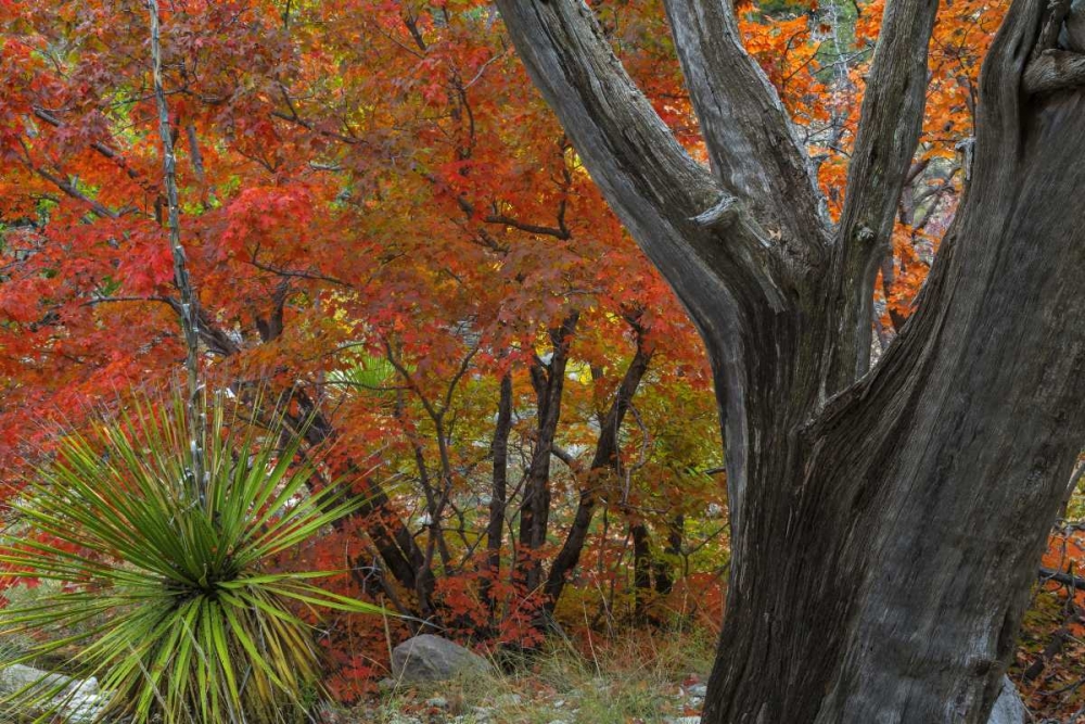 TX, Guadalupe Mts NP Bigtooth maple and juniper art print by Don Paulson for $57.95 CAD