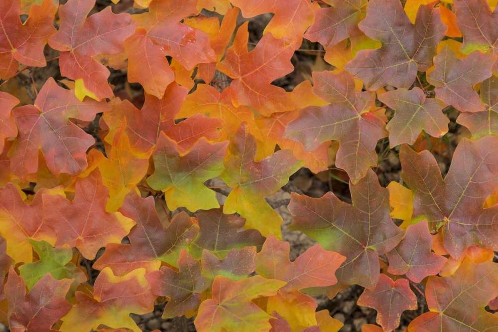 TX, Guadalupe Mts NP Bigtooth maple in autumn art print by Don Paulson for $57.95 CAD