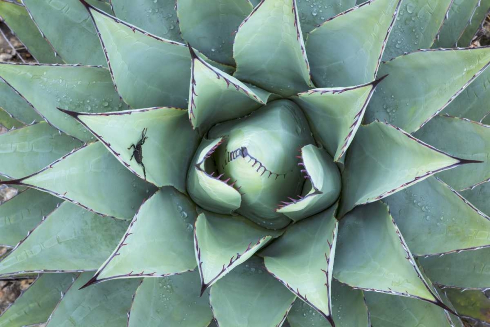 Texas, Guadalupe Mountain New Mexico agave plant art print by Don Paulson for $57.95 CAD