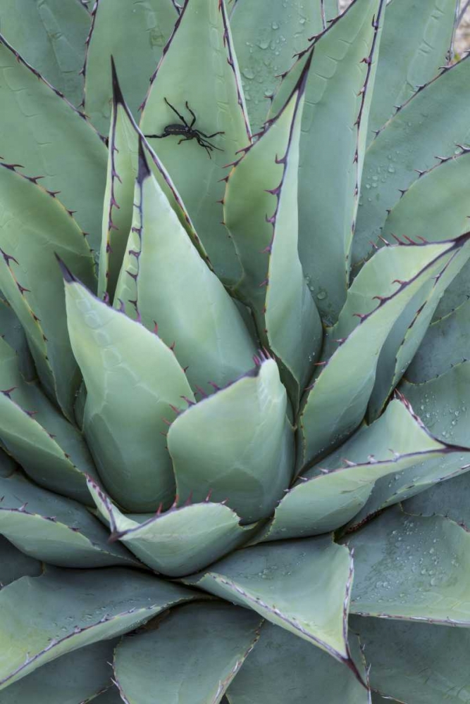 Texas, Guadalupe Mountain New Mexico agave plant art print by Don Paulson for $57.95 CAD