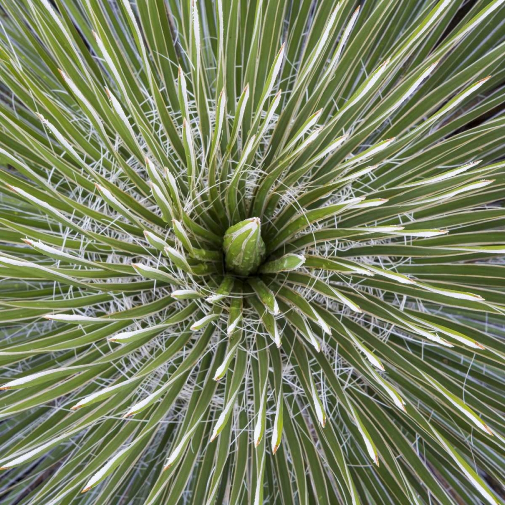 Texas, Guadalupe Mountains Soap tree yucca plant art print by Don Paulson for $57.95 CAD