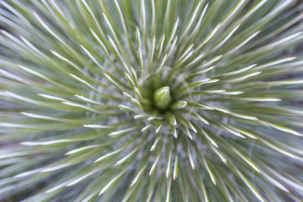 TX, Guadalupe Mountains NP Soap tree yucca plant art print by Don Paulson for $57.95 CAD